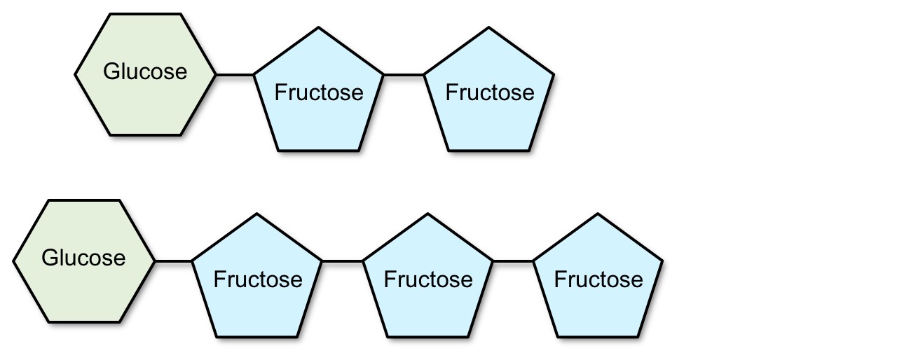 Fructane FODMAP