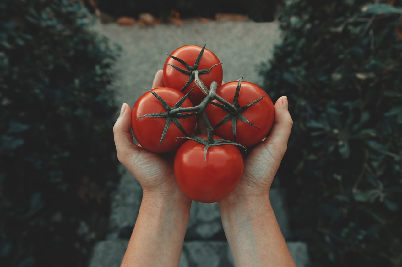 tomaten-und-gicht