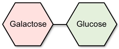 Lactose FODMAP