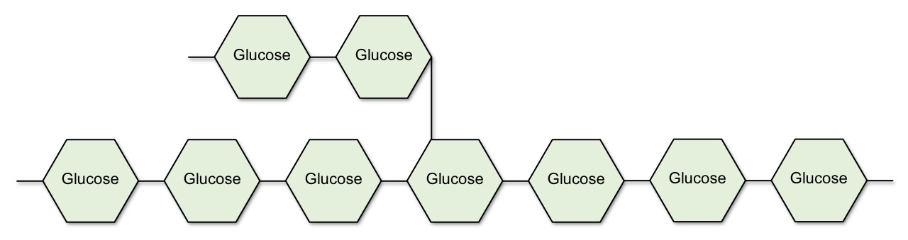 Starch Amylopectin