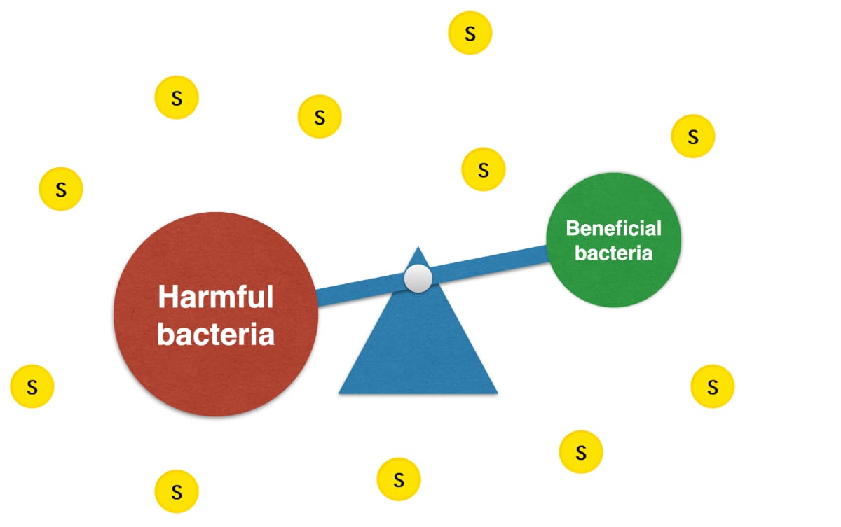 sulfites-damage-microbiome