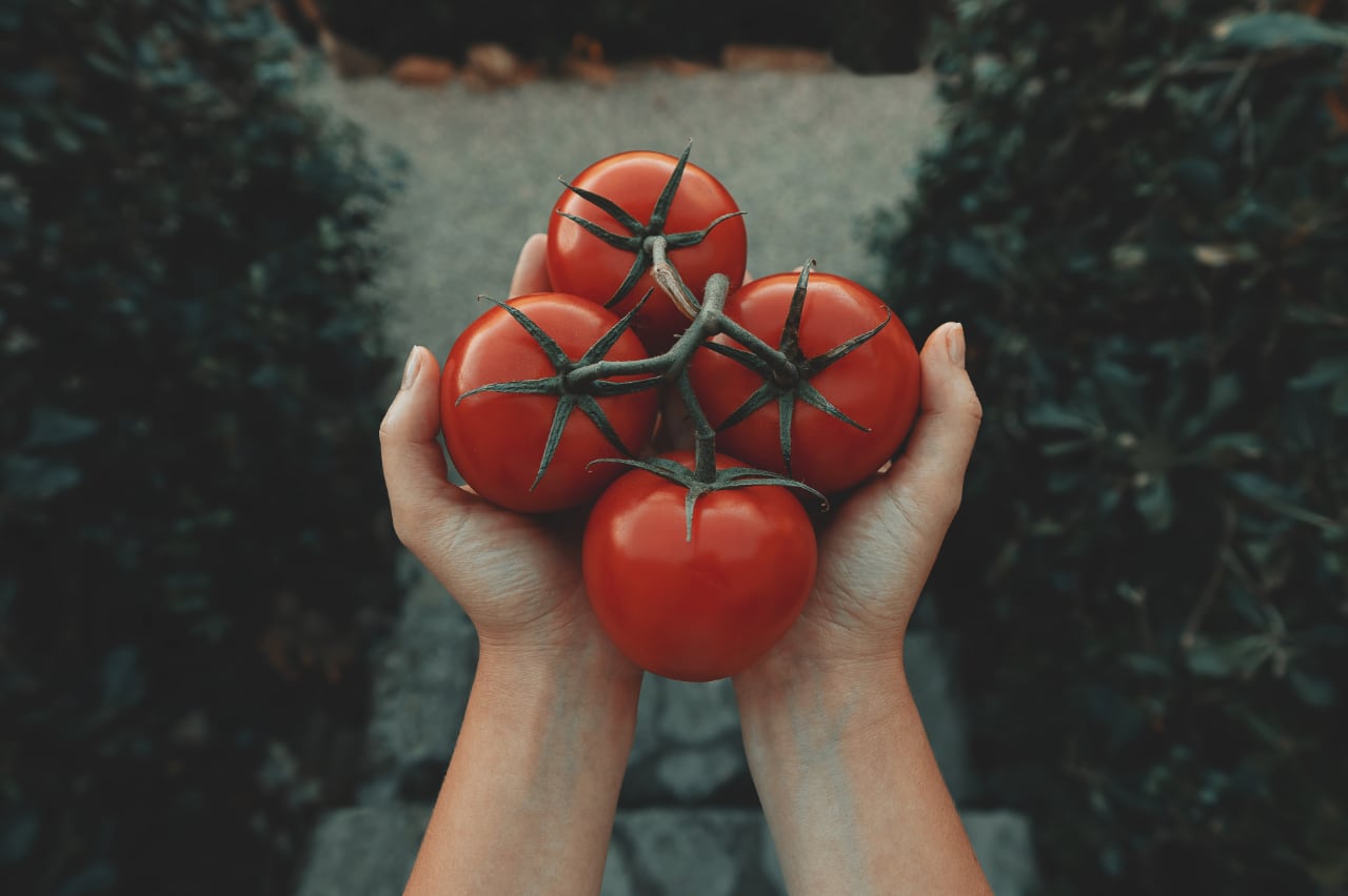 tomatoes-gout